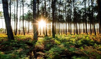 S’implanter en Zone d’Activité Économique au sud des Landes