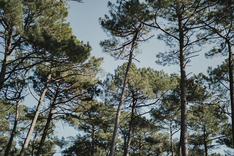 La forêt des Landes où il fait bon se promener