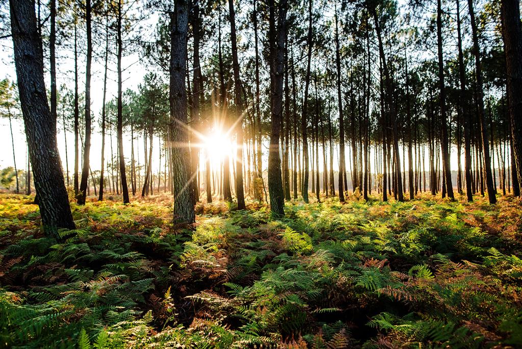 S’implanter en Zone d’Activité Économique au sud des Landes