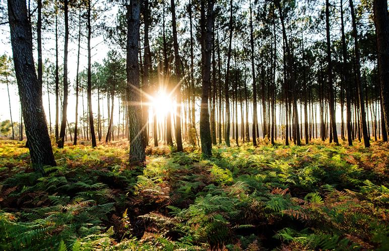 S’implanter en Zone d’Activité Économique au sud des Landes